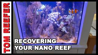 Starting Your Reef Tanks Over (10 AND 20 GALLON RECOVERY SERIES)