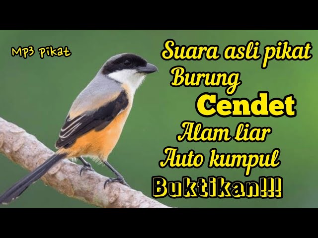 SUARA ASLI PIKAT CENDET,PENTET ALAM LIAR BUKTIKAN LANGSUNG PADA KUMPUL class=