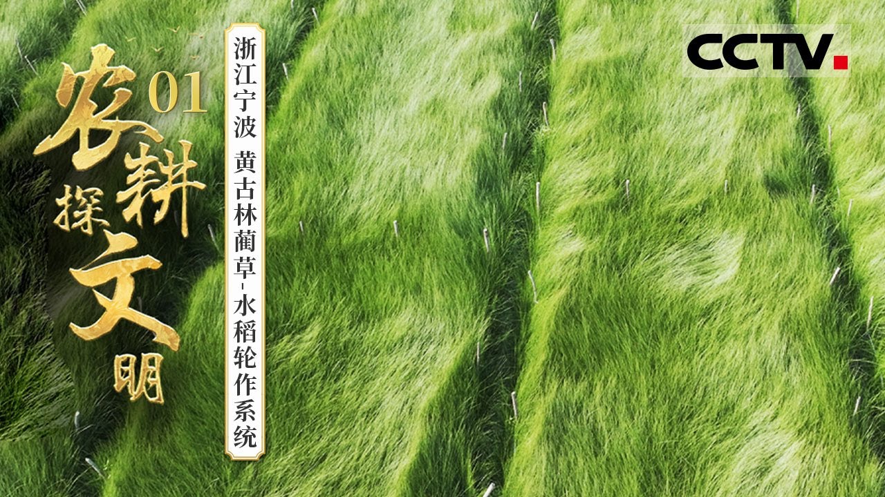 2025农耕探文明》01 浙江宁波：探索千年轮作的农耕智慧在这里种草竟然