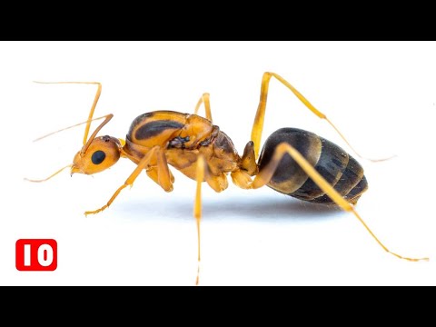 Βίντεο: Ποιο έντομο είναι επίσης λευκό μυρμήγκι;
