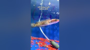 Điều bạn cần quan tâm khi nuôi cá lóc nữ hoàng