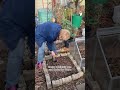 Wie du viel früher Rhabarber ernten kannst #gartenmoni #rhabarber