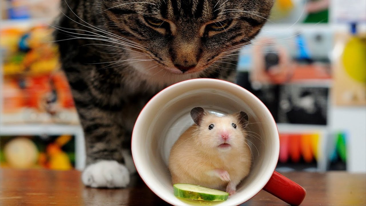 Котик в кружке