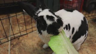 Adoptable Pet Of The Week Benedict