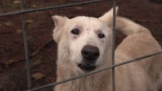165 German Shepherds Rescued