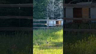 Roadrunner Hunting Bees