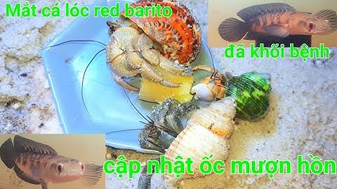 Cá lóc vẩy rồng red barito đã khỏi bệnh và cập nhật ốc mượn hồn