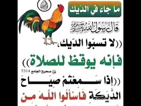لاتسبوا الديك فإنه يوقظ للصلاة ادعمنا بلاشتراك رسول الله احاديث اشتراك الله رسول الله