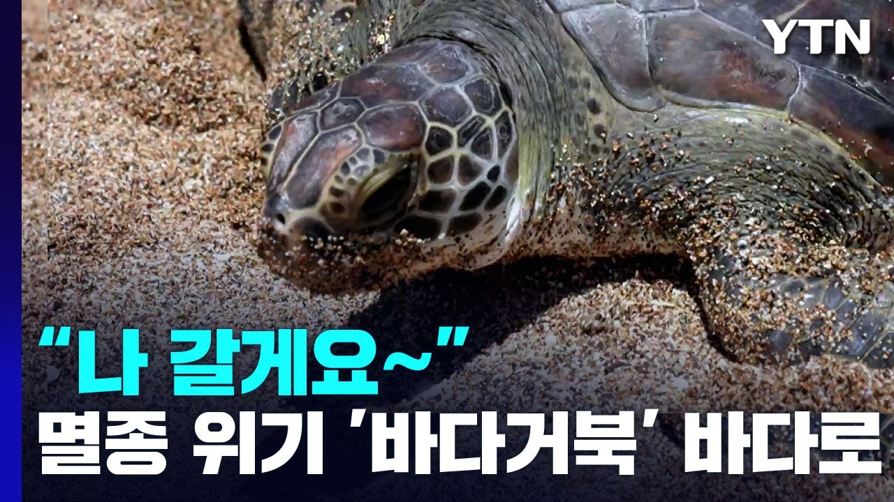 멸종 위기 '바다거북' 고향 바다로...이동경로 추적 / YTN - YouTube