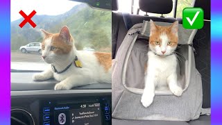 How to Car Travel with Your Cat: 6 IMPORTANT Tips to Know