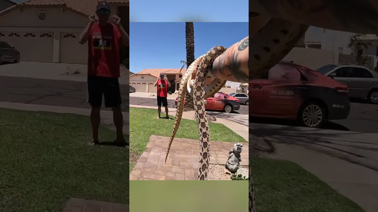 Sonoran Gophersnake in a Yard