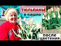 ТЮЛЬПАНЫ в кашпо ранняя красота и мобильность. Что делать когда они отцветут?