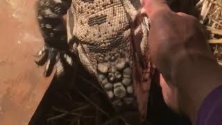 Chacoan White Headed Tegus