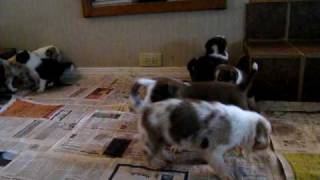 border collie pups 4/4/10