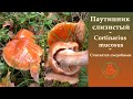 Паутинник слизистый - Cortinarius mucosus. Съедобный гриб.