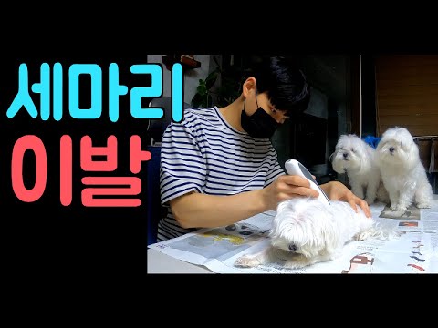 [Maltese] 448탄. 말티즈 세마리가 집에서 이발할때