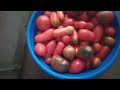 Томат Московский деликатес#универсальный сорт томатов#вяленые томаты#