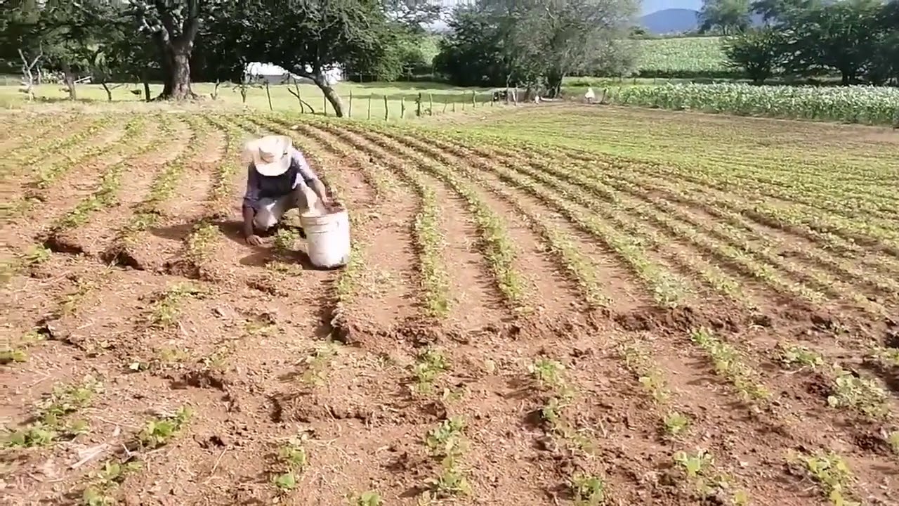 CULTIVO DE JICAMA 
