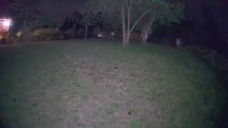 Night Security Camera Catching Deer Standing On Its Hind Legs Picking Pears