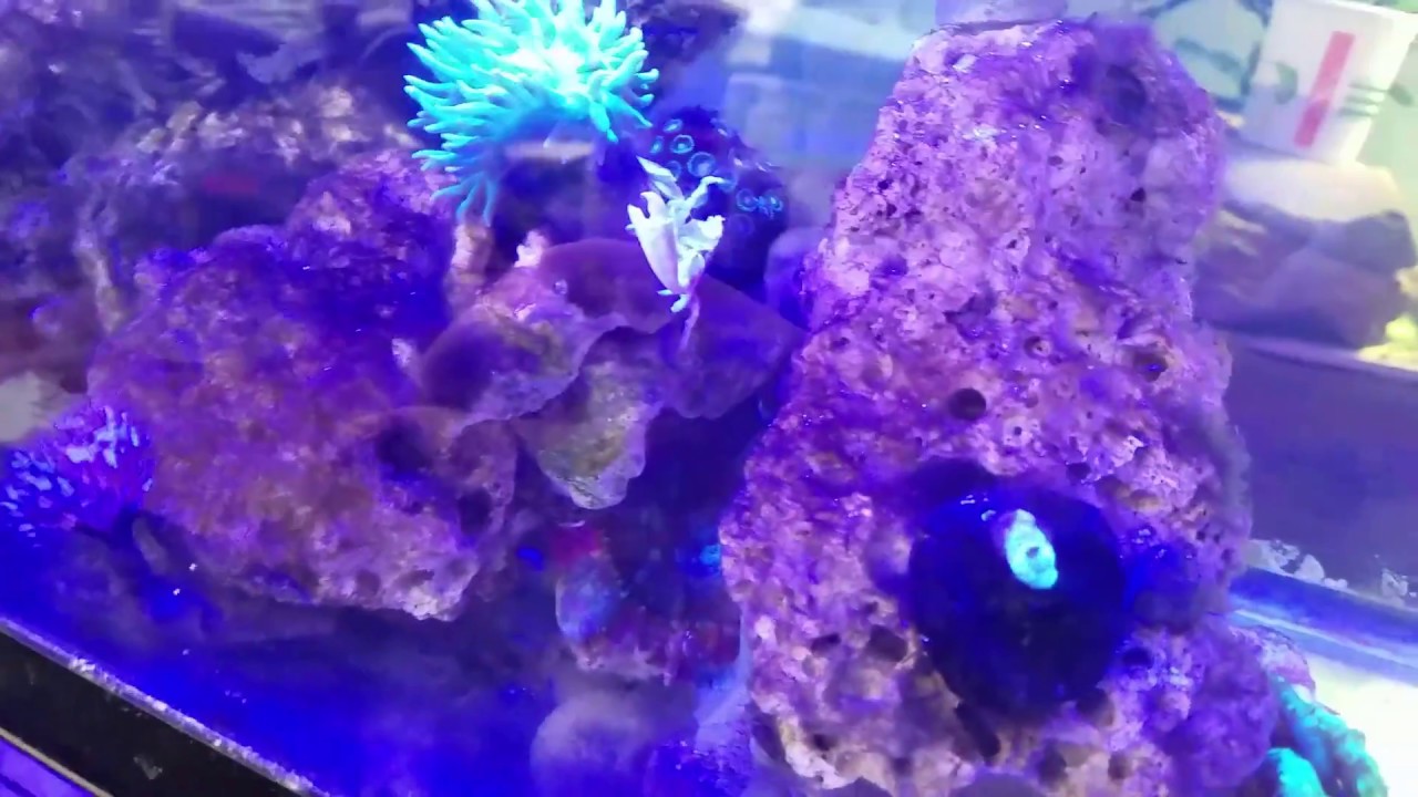 snake oil 10 Gallon Nano Reef Rescape Update