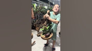 GỖ LŨA TAY TREO NGHỆ THUẬT GHÉP LAN CỰC ĐẸP