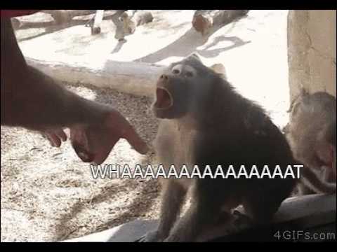 Monkey is impressed by magic trick