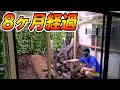 【理想】クワカブ200匹入れた特大ケージを確認した結果