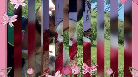 My Dog 🐕 #Dog #JUIT