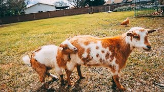 This little buckling is in LOVE ❤️(with his sister Willow)