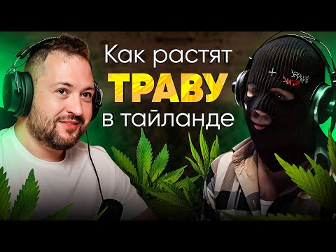 Гровер про каннабис фермы в Тайланде // Как делать миллионы $$$ легально