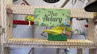 All 56 budgies in the Aviary by David Morgan 27 views 4 years ago 10 minutes, 20 seconds