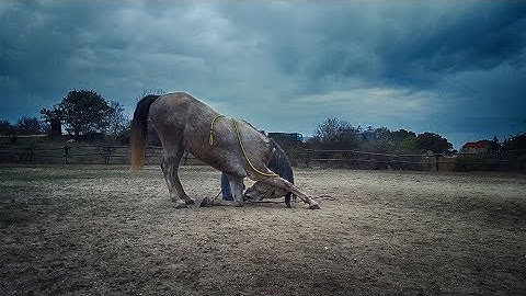 Teach your Horse the Bow in 3 minutes