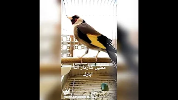 مقنين شارمار الله يبارك 