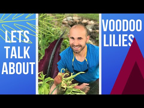 Video: Pioenblaar Voodoo Lelieplante - Leer oor die Voodoo Lelie Met Pioenblare