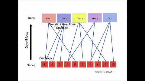 The Genotype-Phenotype Map: Mutational Properties of a Developmental System