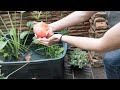 Moving Goldfish to Larger Pond because they're MASSIVE!