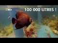 Ils plongent dans leur aquarium de 100 000 litres