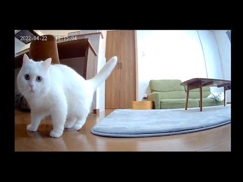 自動給餌器のカメラにビビりまくってる猫が映っていました^^;