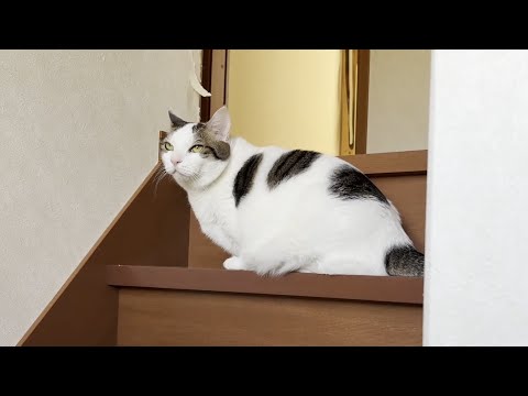 お父さんに文句を言いながら階段を往復する猫