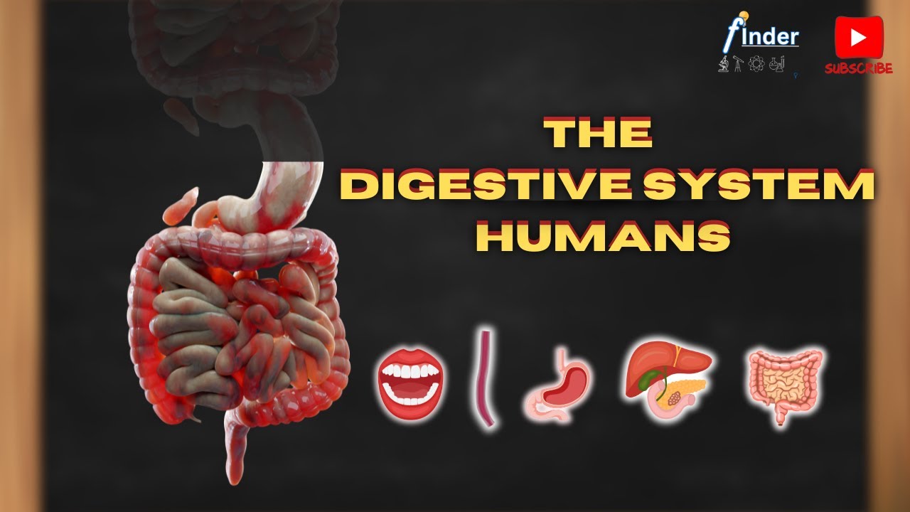 HOW DOES THE DIGESTIVE SYSTEM WORK? Food turning into poop - YouTube