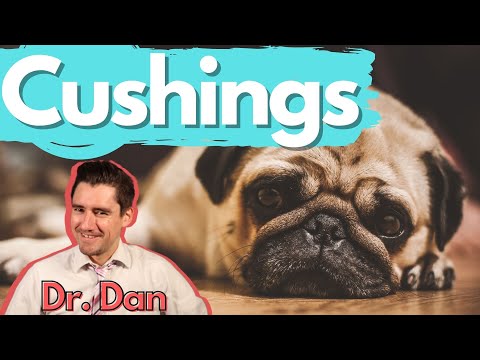 Video: Cushing's Disease: wat u moet weten om uw hond te beschermen