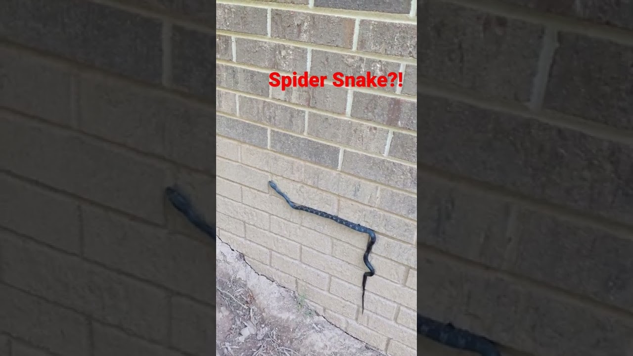 Spider Snake?