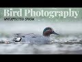 Unexpected snow | BIRD PHOTOGRAPHY - waterfowl
