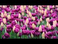 Your emotion is the guide to your inner self 🌳🌼 Deep focus Study//Work [ Lofi hip hop - Lofi Beats ]