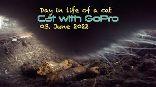 Cat with GoPro makes a toilet in a garage