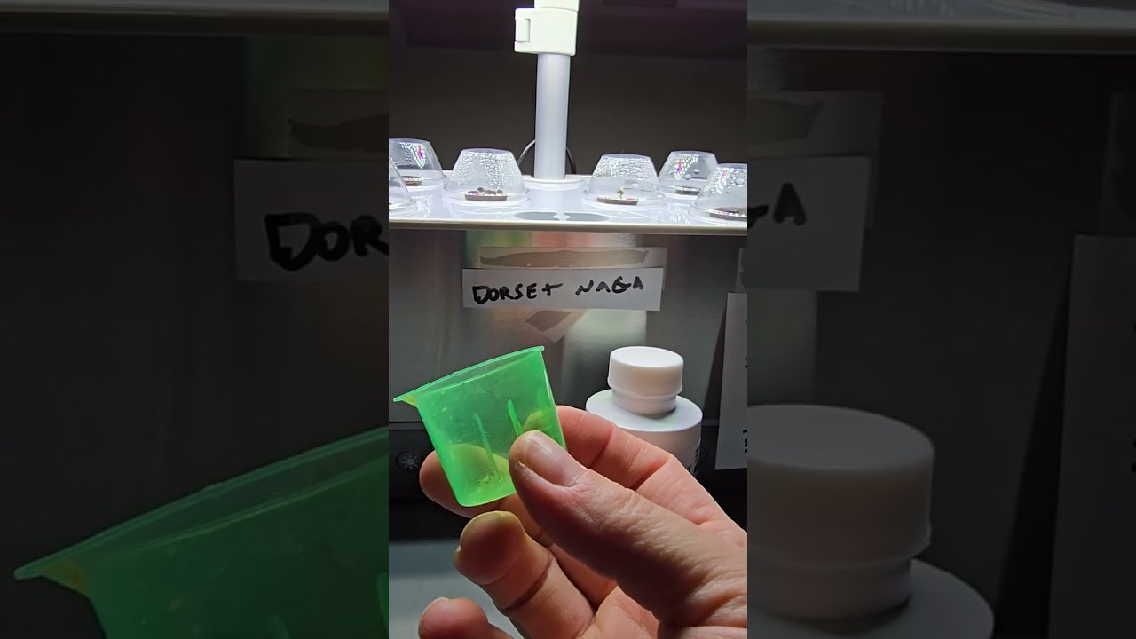 Growing Pepper Seeds - Progress Update