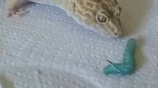 Leopard gecko vs hornworm 2