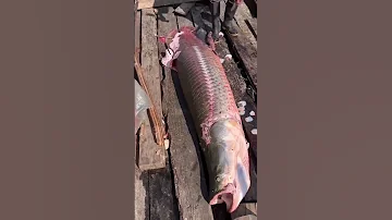 The Scales Of This Fish Are As Hard As Iron 