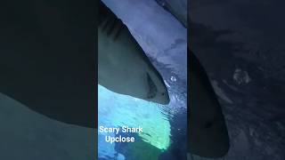 Scary Shark #aqaurium#freeit #dontgetclose#supershortvideo
