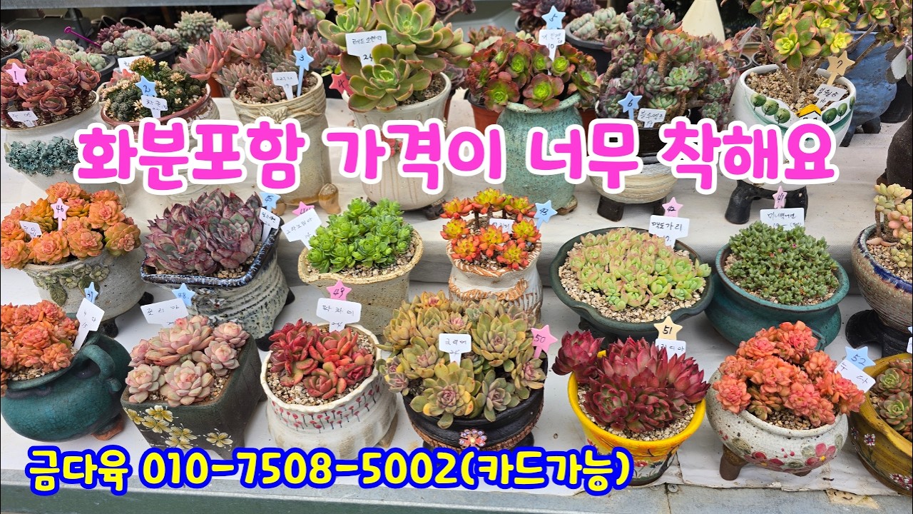 260308📍#금다육 만리화 수연 파나메라 피치레드 라운드핑거 아레나스 화춘 레드오렌지 홍동백금 붉은끝동 앵두 별의눈물 누다